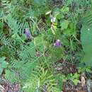 Sivun Vicia cracca subsp. incana (Gouan) Rouy kuva