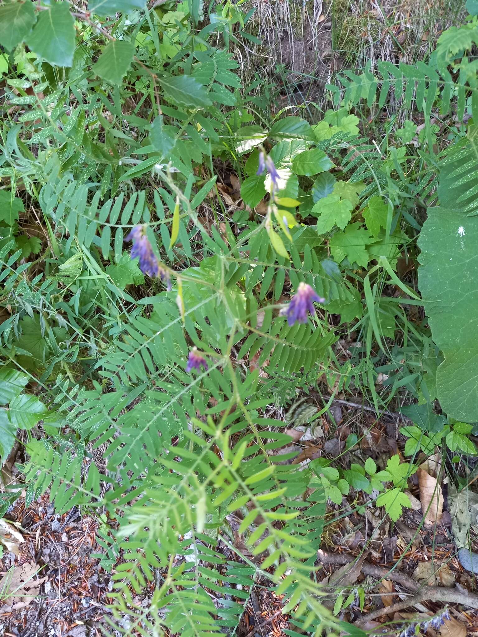 Image of Vicia cracca subsp. incana (Gouan) Rouy