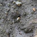 Image of Bengal Fiddler Crab