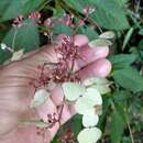 Image of Hydrangea densifolia (C. F. Wei) Y. De Smet & Granados