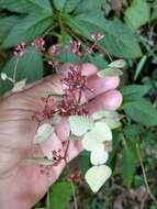 Imagem de Hydrangea densifolia (C. F. Wei) Y. De Smet & Granados