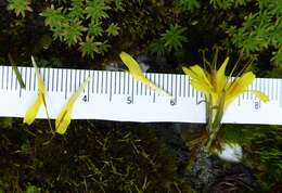 صورة Youngia racemifera (Hook. fil.) Babc. & Stebbins