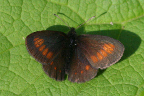 Image of Eriphyle Ringlet