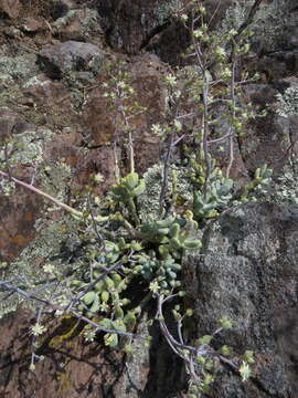 Image of Sedum allantoides Rose