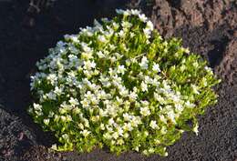 Plancia ëd Cherleria arctica (Steven ex Ser.) A. J. Moore & Dillenb.