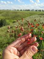 Слика од Euphorbia microcarpa (Prokh.) Krylov