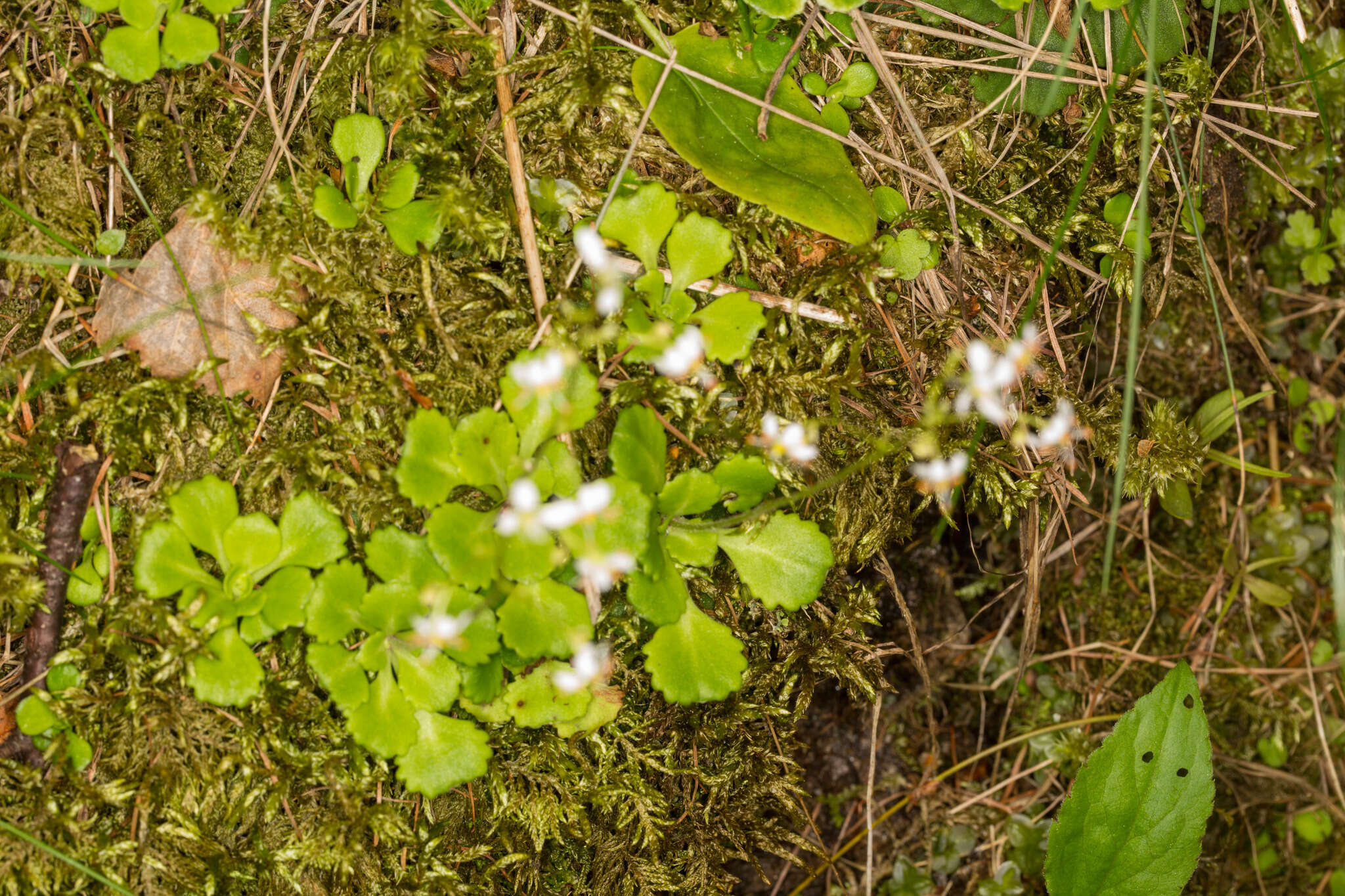 Image of Saxifraga cuneifolia L.