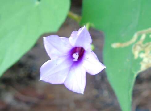 Plancia ëd Ipomoea triloba L.