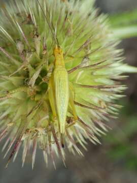 Image of Black-horned Tree Cricket