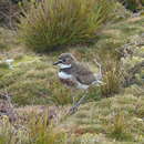 Charadrius bicinctus exilis Falla 1978 resmi