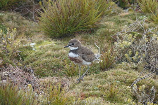 Charadrius bicinctus exilis Falla 1978 resmi