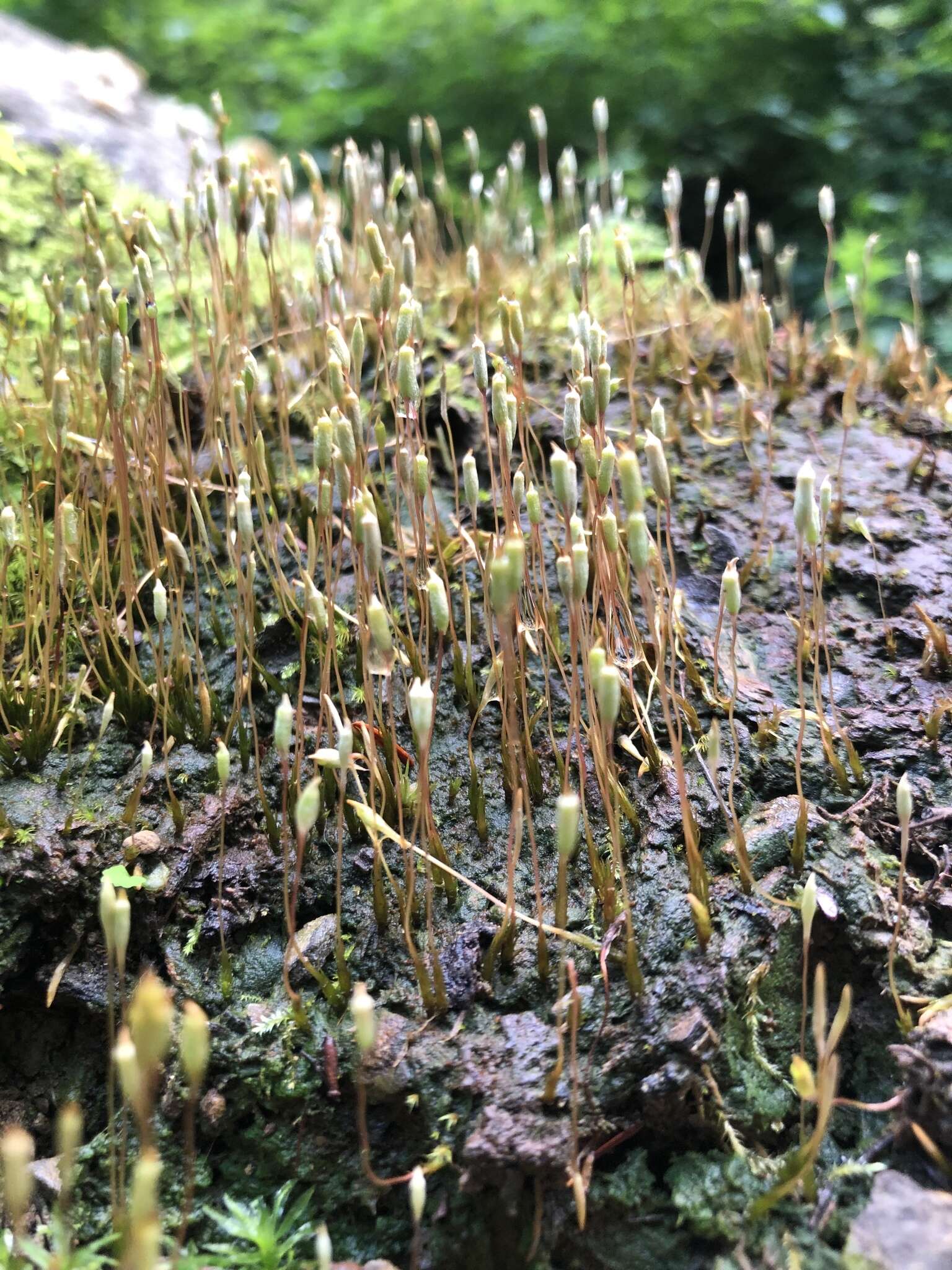 Imagem de Pogonatum pensilvanicum Palisot de Beauvois 1823