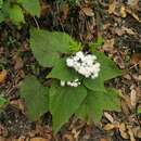 Plancia ëd Ageratina petiolaris (Mocino & Sesse ex DC.) R. King & H. Rob.