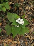 صورة Ageratina petiolaris (Mocino & Sesse ex DC.) R. King & H. Rob.