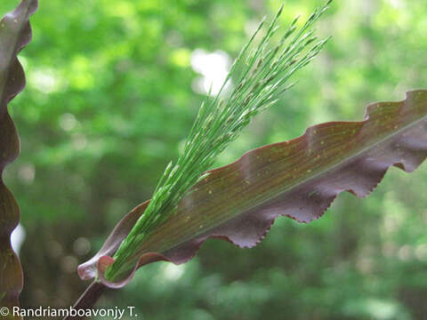 Image of Megastachya mucronata (Poir.) P. Beauv.