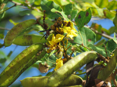 Image of <i>Cenostigma bracteosum</i>