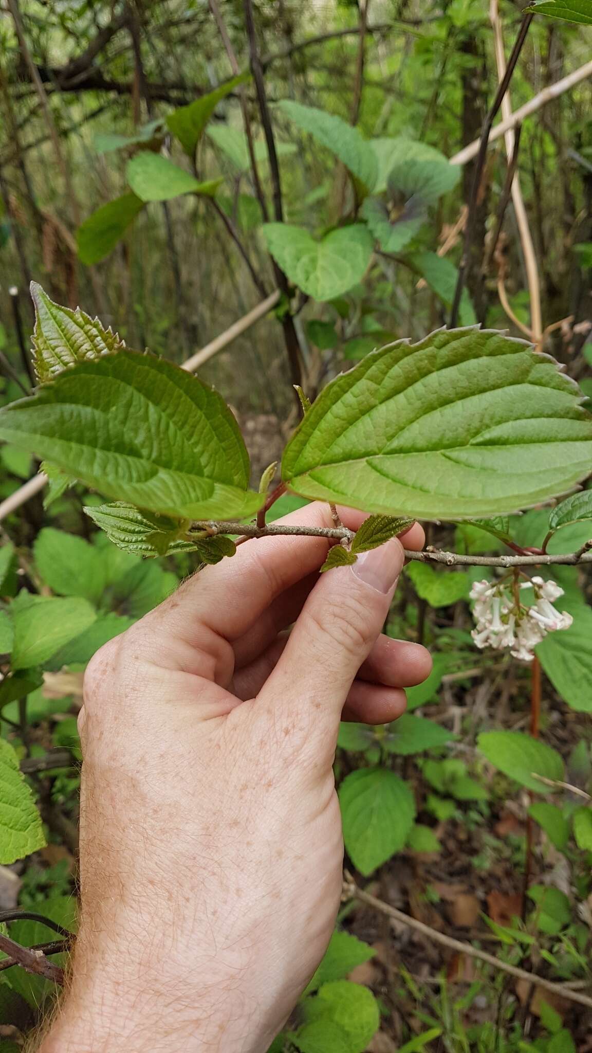 Image of Reddish viburnum