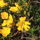 Hibbertia aurea Steud. resmi