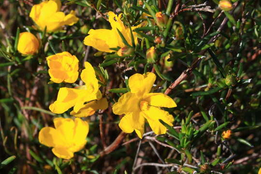 Hibbertia aurea Steud. resmi