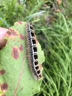 Image of <i>Euthrix potatoria askoldensis</i>