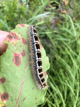 Plancia ëd <i>Euthrix potatoria askoldensis</i>