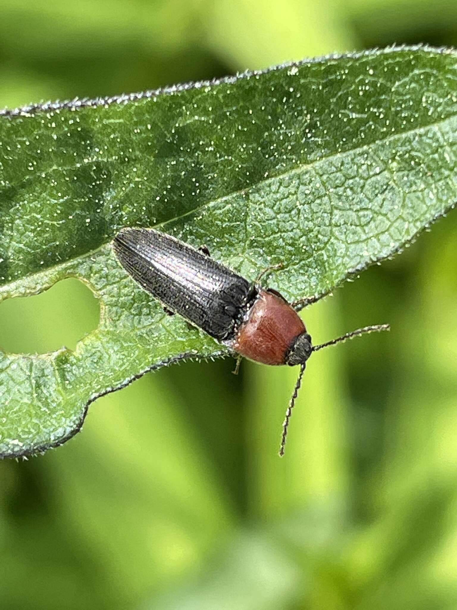 Image of <i>Melanotus leonardi</i>