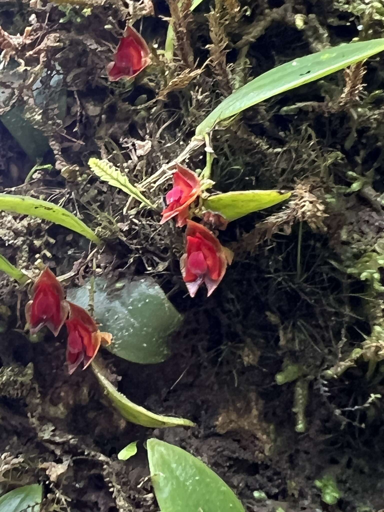 صورة Lepanthes caritensis Tremblay & Ackerman