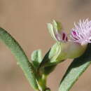 Image of Polygala asbestina Burch.