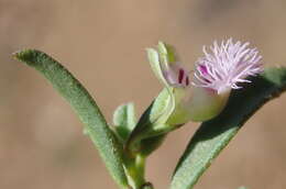 Image of Polygala asbestina Burch.