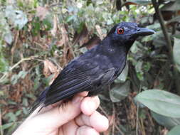 Image of Goeldi's Antbird