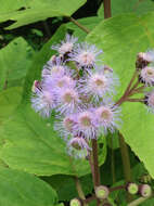 Image of flat-top whiteweed