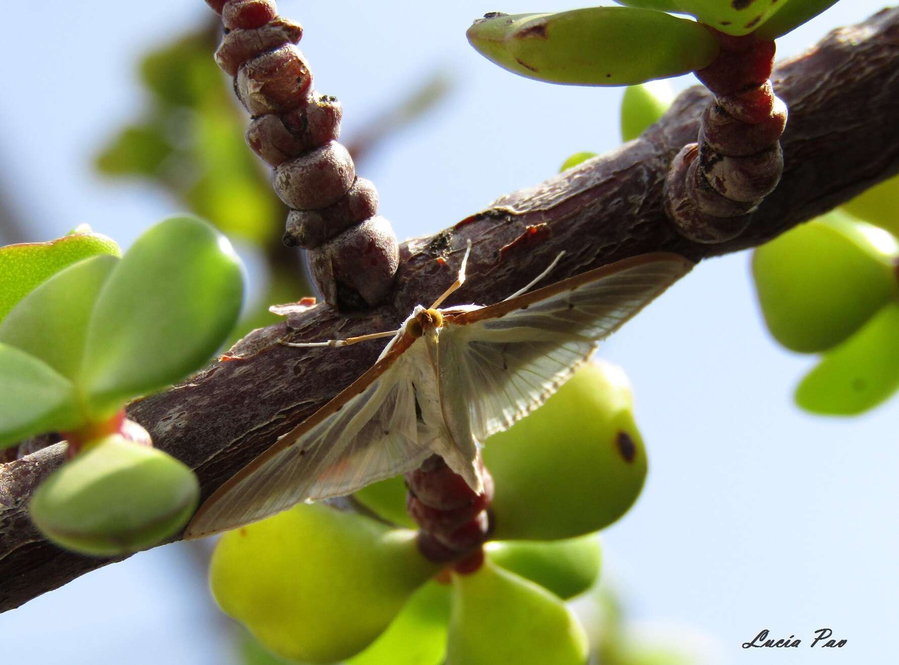 Image of Four-spotted Palpita