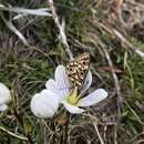 Image of Gentianella muelleriana (L. G. Adams) Glenny