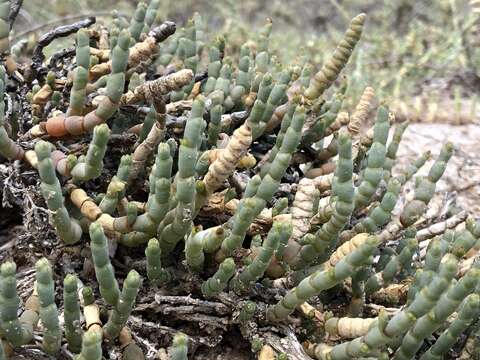 Image of Salicornia pachystachya Bunge ex Ungern-Sternb.