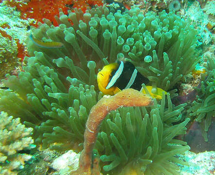 Image of Clark's anemonefish