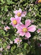 Image of Japanese Thimbleweed