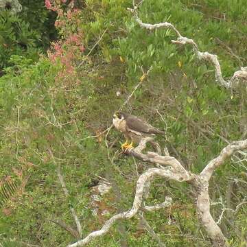 Слика од Falco peregrinus minor Bonaparte 1850