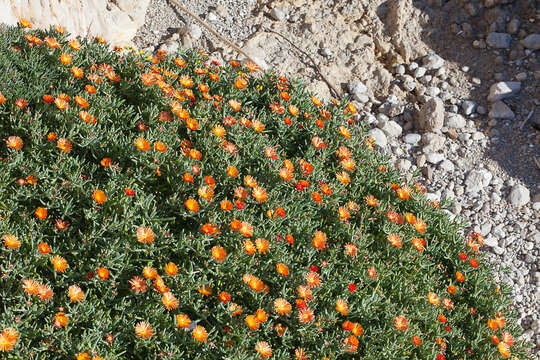 Image of Lampranthus aureus (L.) N. E. Br.