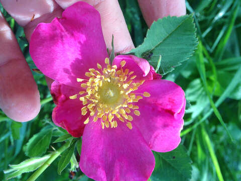 Image of Carolina rose