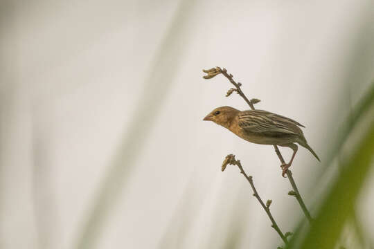 Image of Baya Weaver