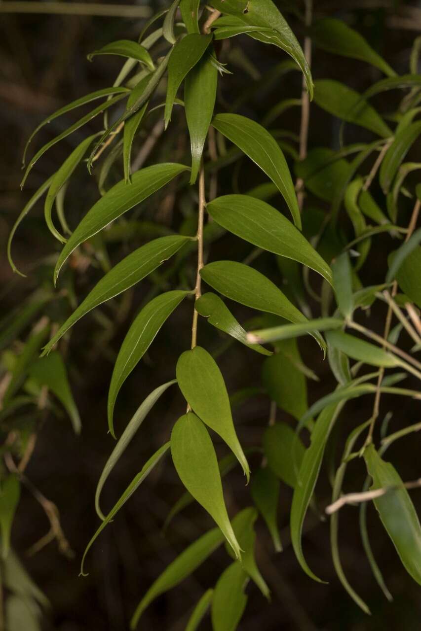 Image of Griselinia ruscifolia (Clos) Ball