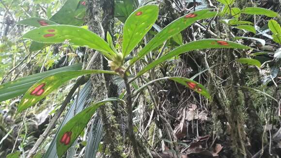 Image of Columnea sanguinea (Pers.) Hanst.