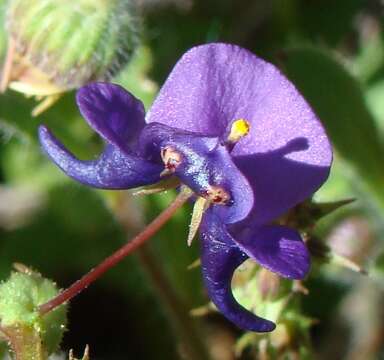 Image of Diascia veronicoides Schltr.