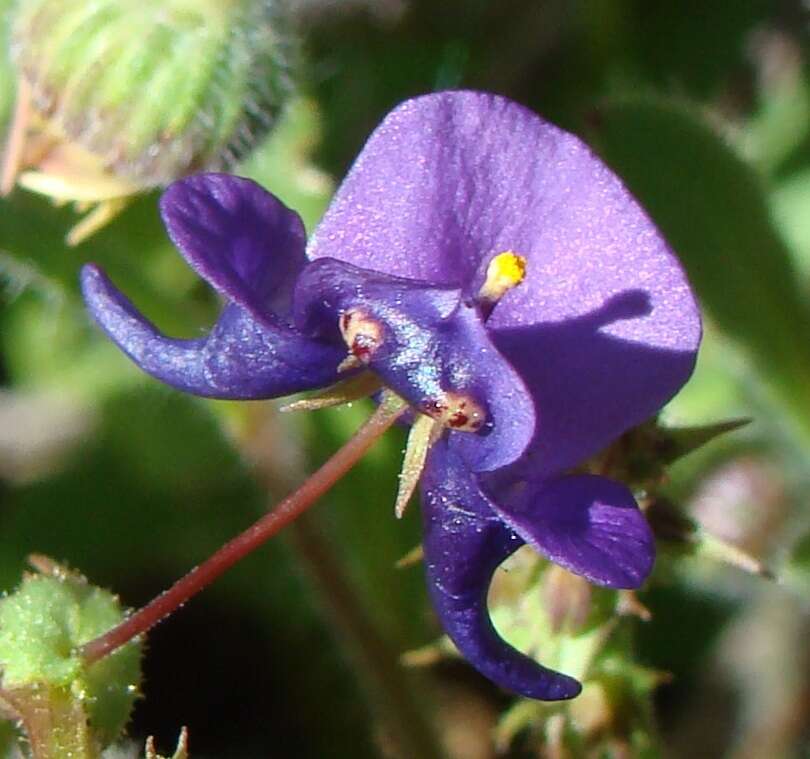 Diascia veronicoides Schltr. resmi