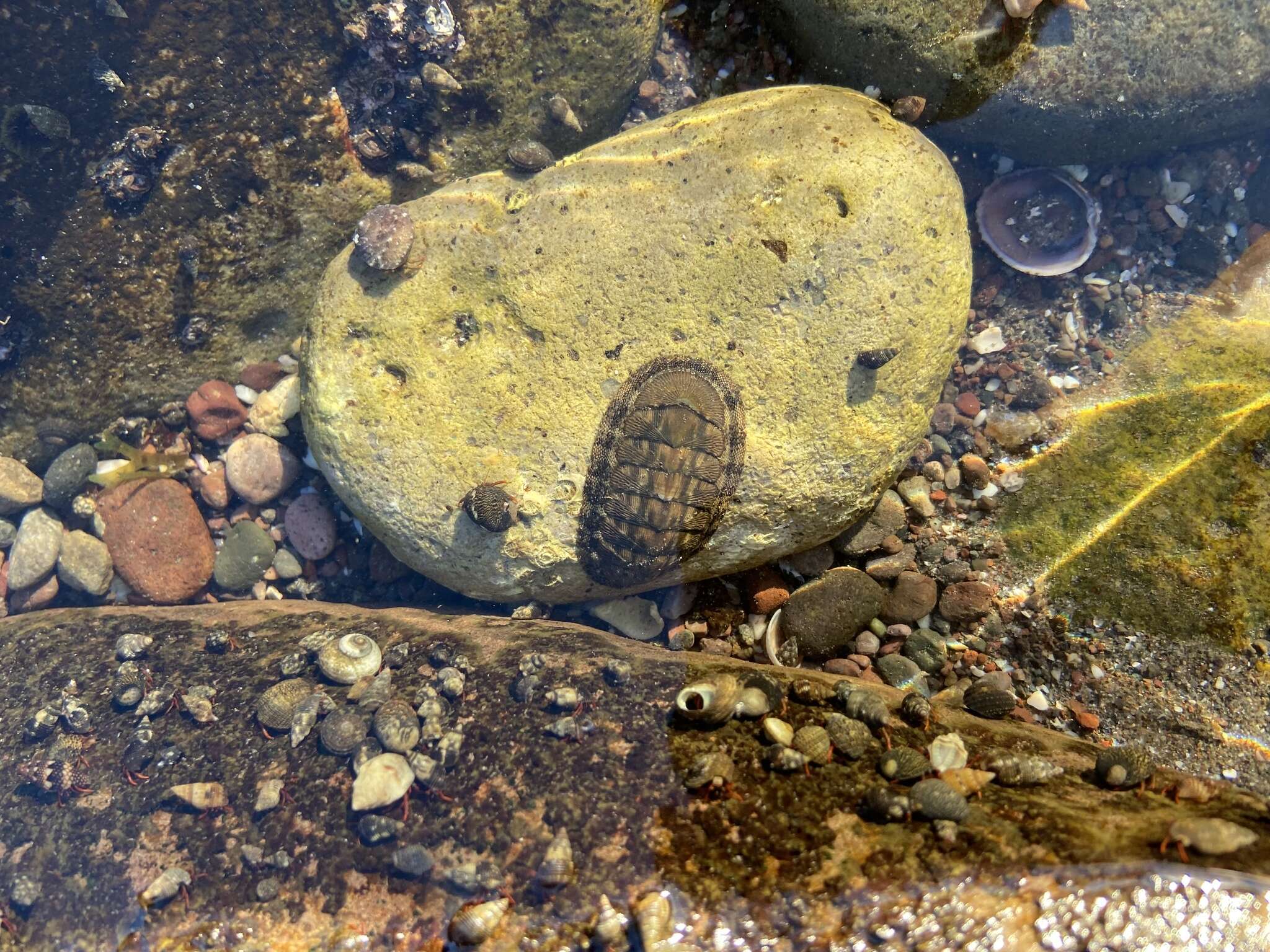 Image of Chiton virgulatus G. B. Sowerby II 1840