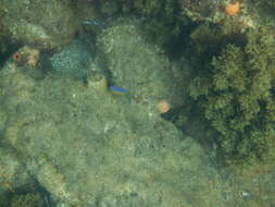 Image of Common scalyfin