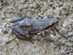 Image of Western Chorus Frog