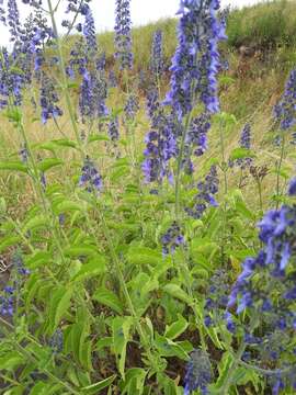 Image de <i>Coleus hereroensis</i>