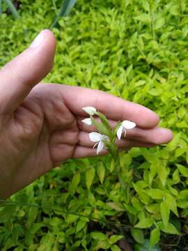 Imagem de Habenaria entomantha (Lex.) Lindl.