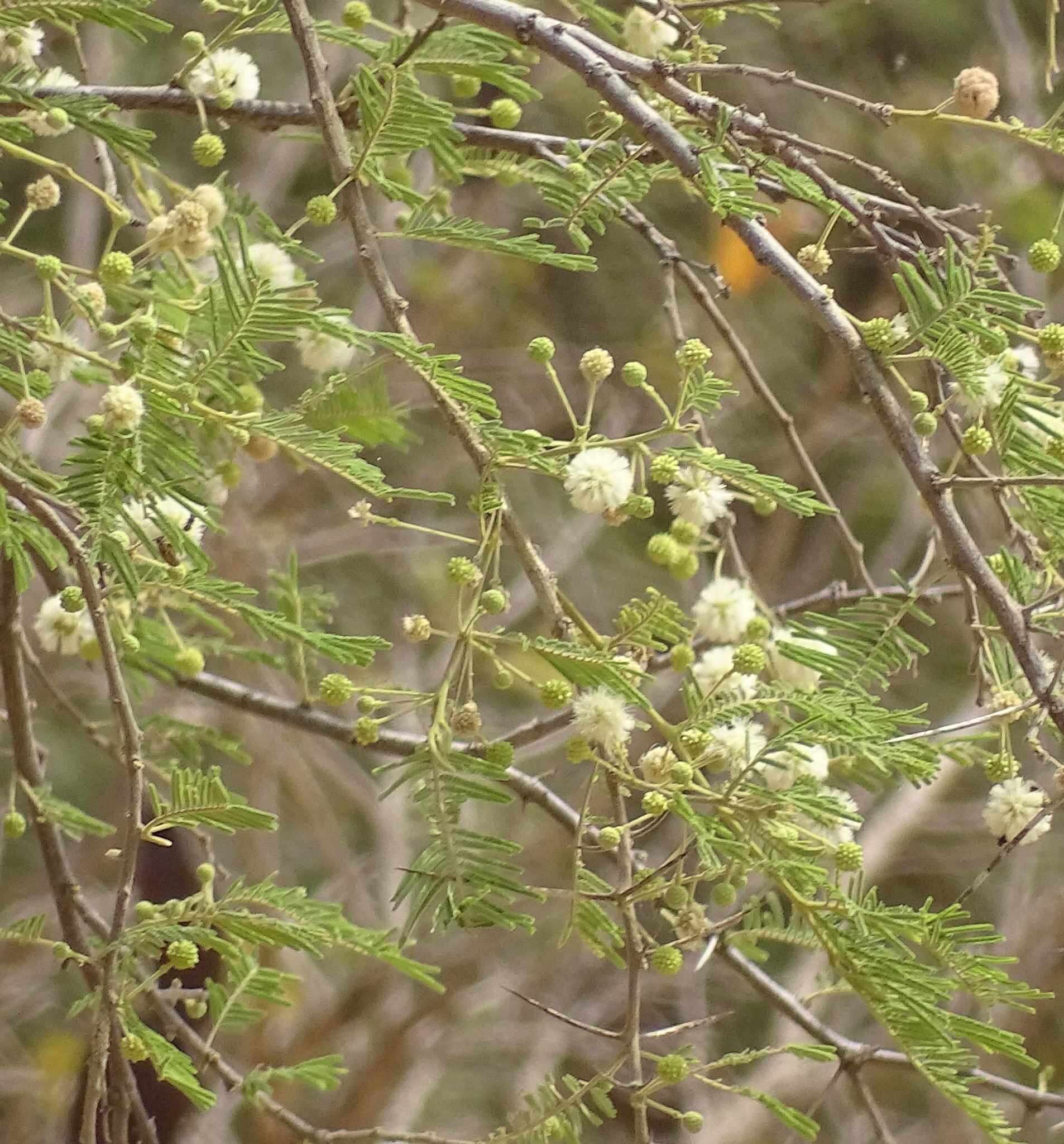 Image of Vachellia gerrardii (Benth.) P. J. H. Hurter